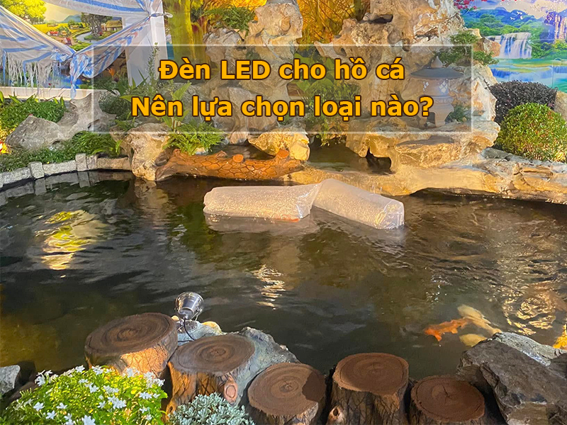 Đèn LED cho hồ cá: Các loại đèn và cách chọn phù hợp