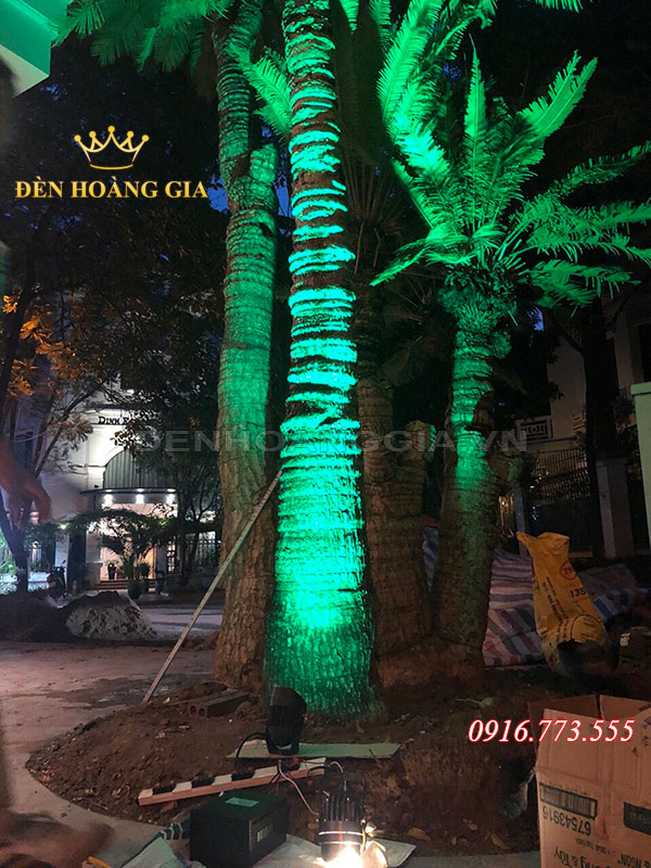 Dùng đèn rọi dạng tia để chiếu sáng thân cây lớn