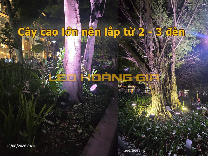 Cây cao lớn nên lắp nhiều đèn