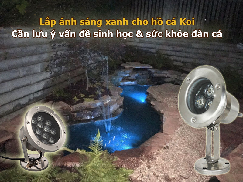 Xem xét kỹ trước khi chọn ánh sáng xanh dương cho hồ cá Koi