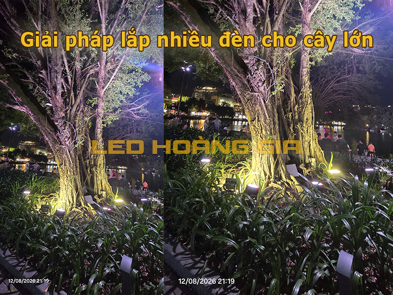 Lắp nhiều đèn cho cây lớn