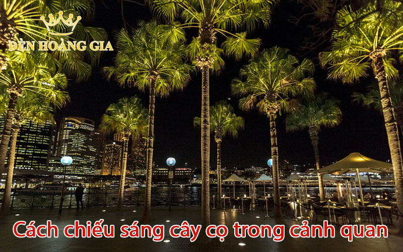 Cách chiếu sáng cây cọ trong cảnh quan của bạn hiệu quả nhất