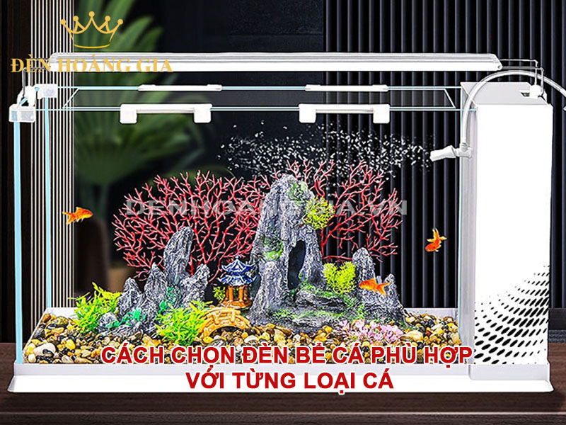 Cách chọn đèn bể cá phù hợp với từng loại cá