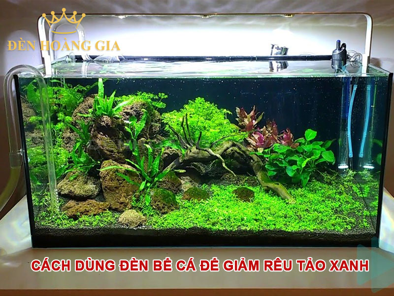 Cách dùng đèn bể cá để giảm rêu tảo xanh