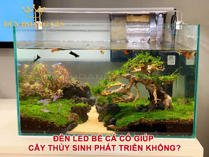 Đèn LED bể cá có giúp cây thủy sinh phát triển không