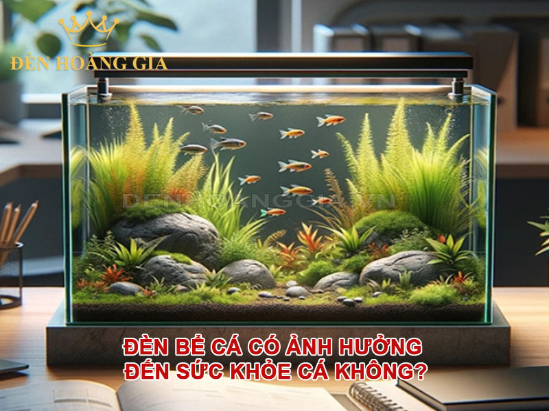 Đèn bể cá có ảnh hưởng đến sức khỏe cá không