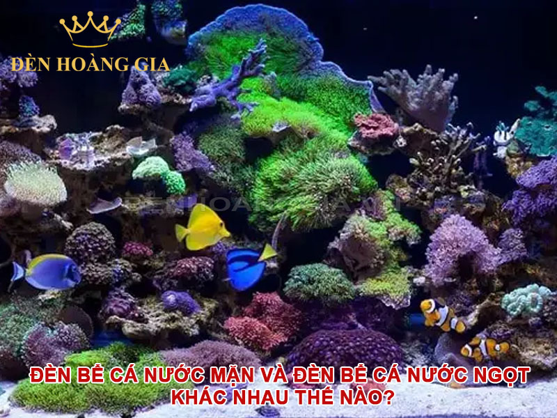 Đèn bể cá nước mặn và đèn bể cá nước ngọt khác nhau thế nào?