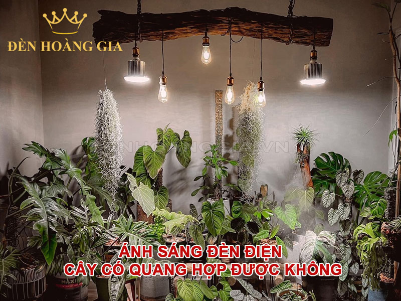 Ánh sáng đèn điện cây có quang hợp được không