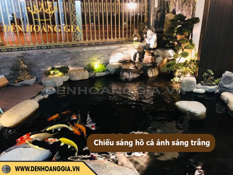 Chiếu sáng hồ cá koi bằng đèn led ánh sáng trắng