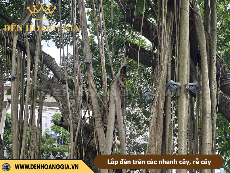 Lắp đèn trên các nhanh cây, rễ cây
