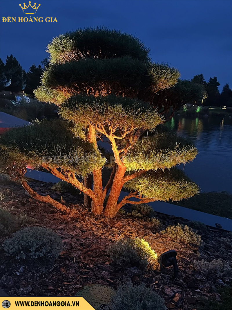 Lắp đèn chiều sáng cho cây cảnh bonsai