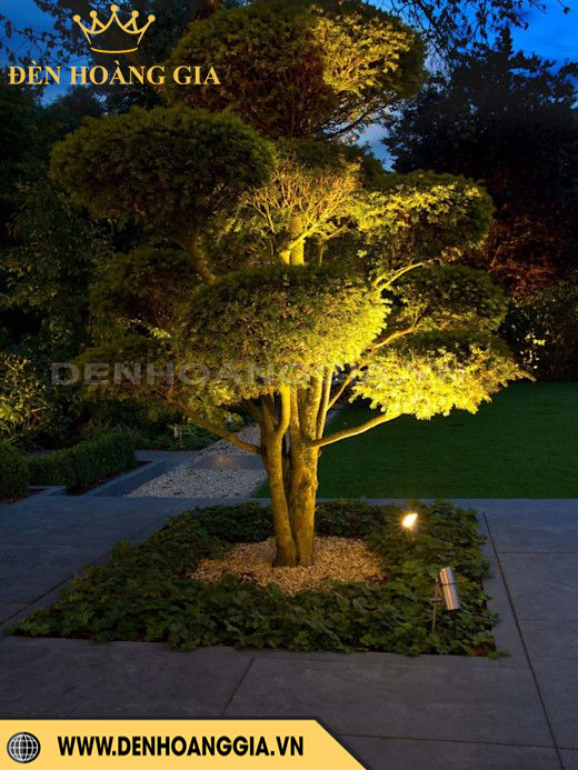 Lắp 2 đèn chiếu sáng cây bonsai