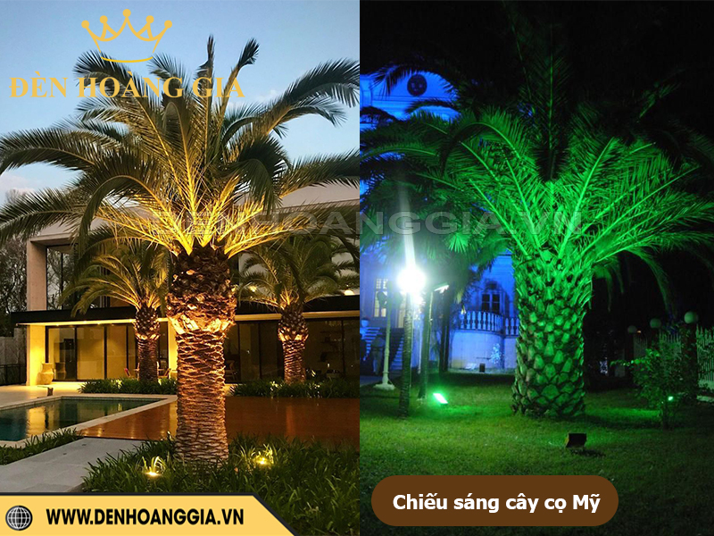Chiếu sáng cây cọ Mỹ