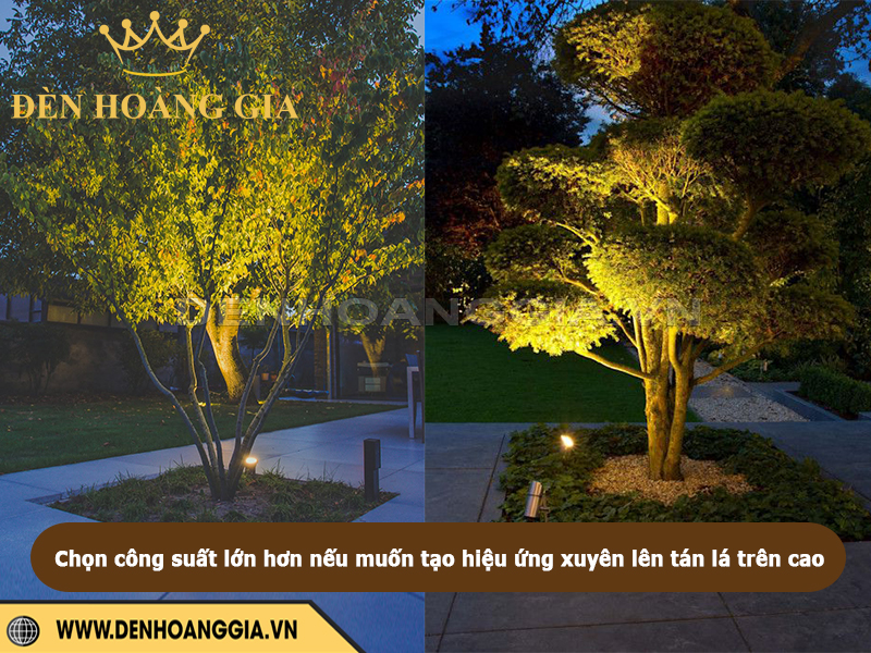 Chọn đèn có công suất cao hơn khoảng 20% đối với những cây có tán lá dày