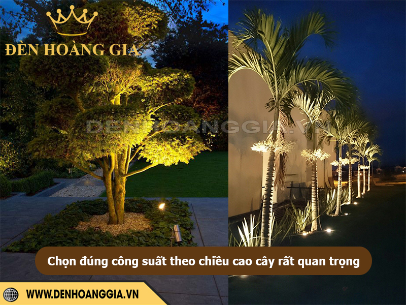 Chọn đúng công suất theo chiều cao cây rất quan trọng