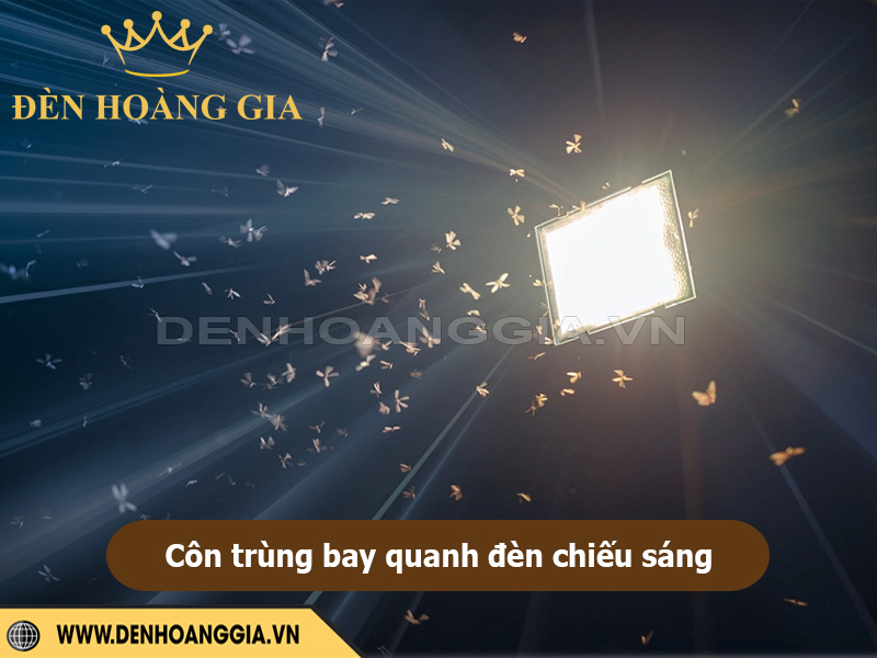 Côn trùng bay quanh đèn chiếu sáng
