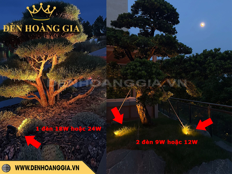 Gợi ý lắp đèn chiếu cây cho cây Tùng Bonsai 2 mét