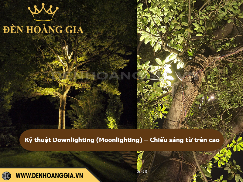 Kỹ thuật Downlighting (Moonlighting) – Chiếu sáng từ trên cao