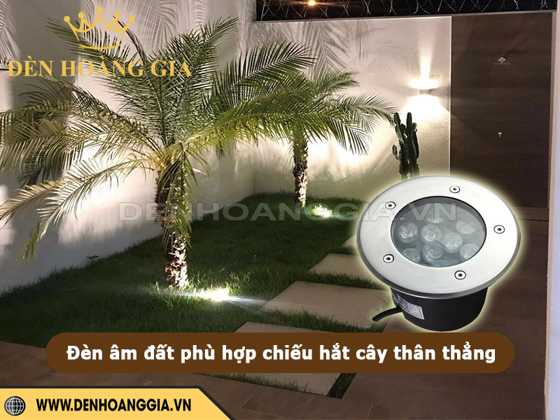 Đèn led âm đất chiếu hắt cây thân thẳng