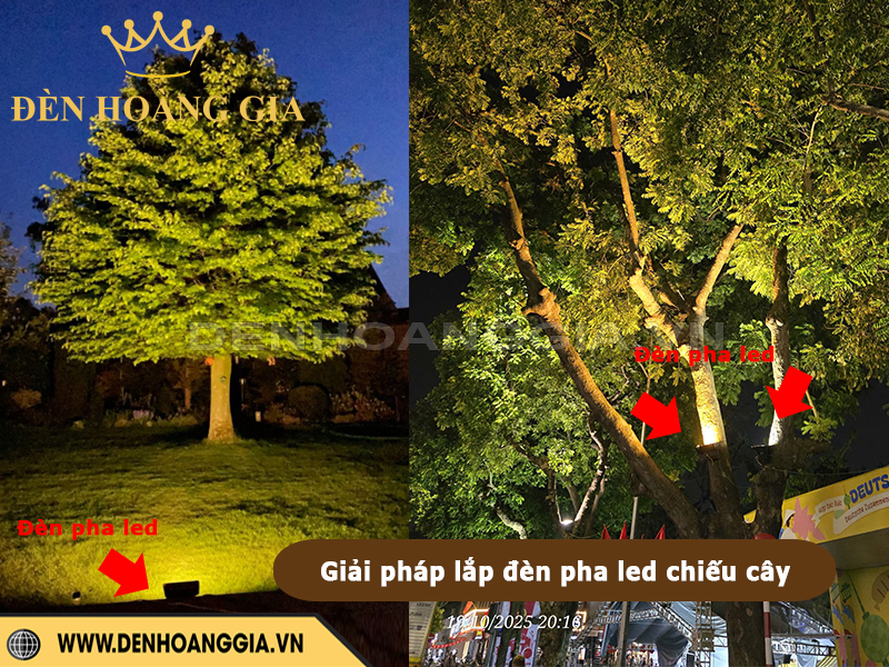Giải pháp lắp đèn pha led chiếu cây
