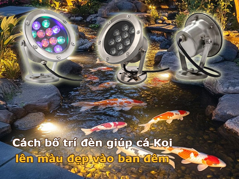 Cách bố trí đèn giúp cá Koi lên màu đẹp vào ban đêm