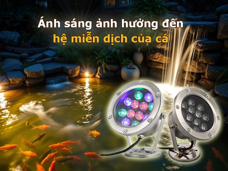 Ánh sáng ảnh hưởng đến hệ miễn dịch của cá
