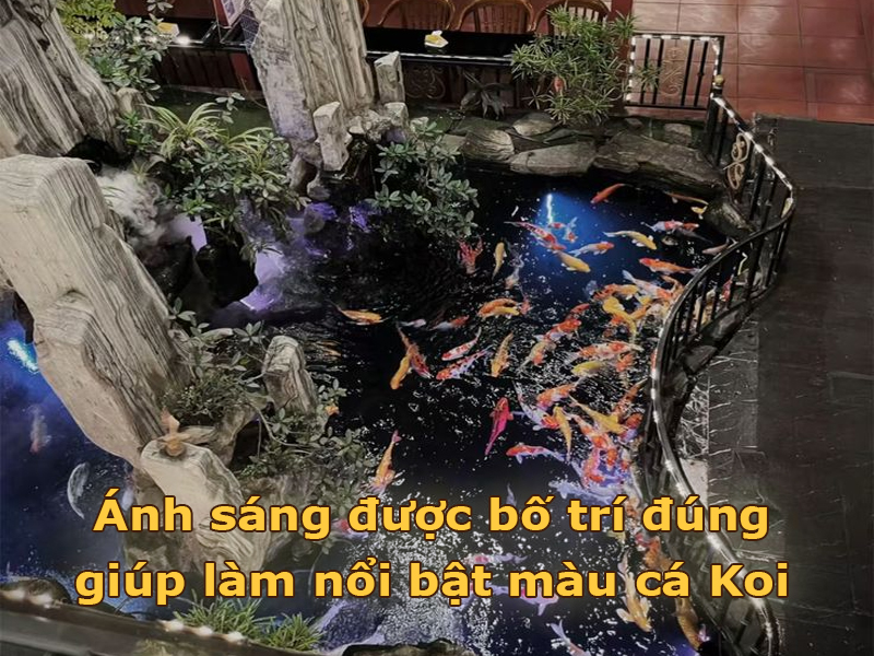 Ánh sáng giúp làm nổi bật hồ cá Koi