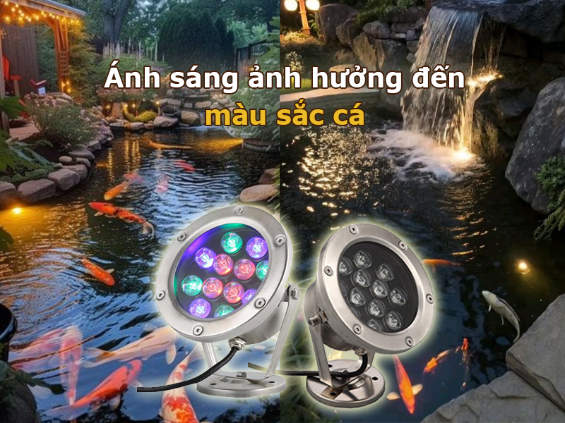 Ánh sáng ảnh hưởng đến màu sắc cá