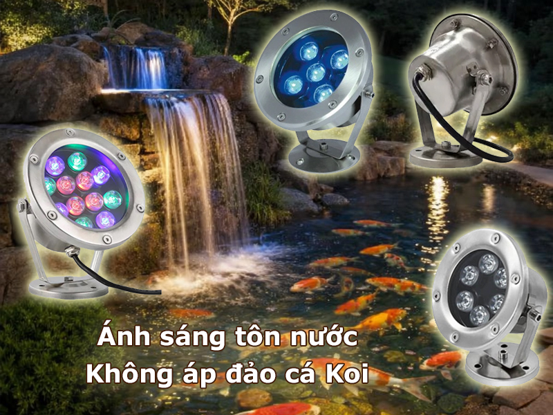 Ánh sáng tôn nước – không áp đảo cá Koi
