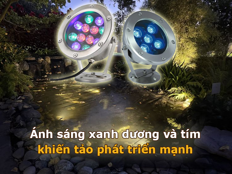 Ánh sáng có bước sóng xanh dương và tím khiến tảo phát triển mạnh