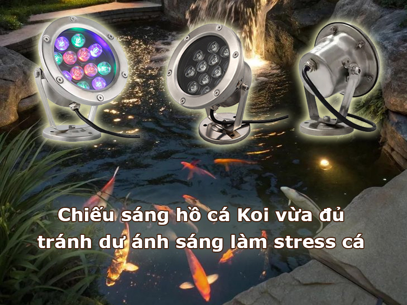 Chiếu sáng hồ cá Koi vừa đủ, tránh dư thừa ánh sáng khiến cá bị stress
