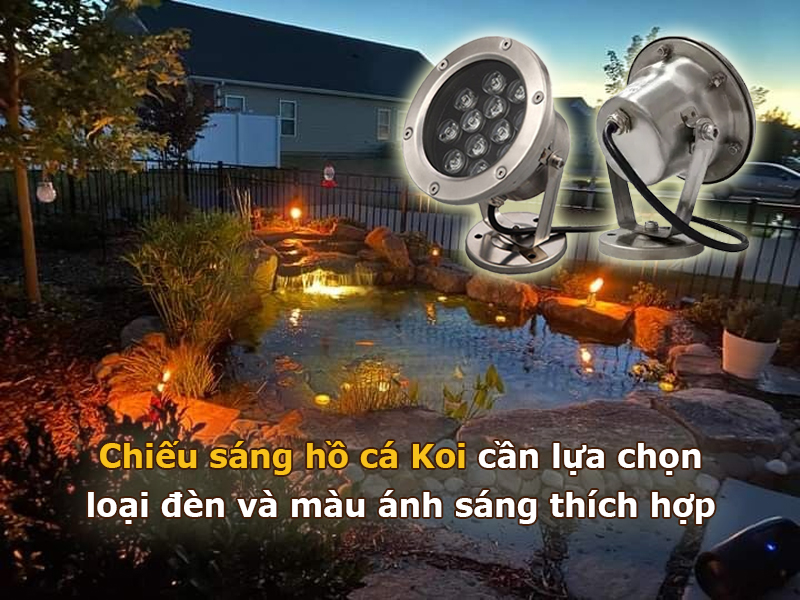 Chiếu sáng hồ cá Koi cần chọn loại đèn chuyên dụng và màu ánh sáng thích hợp