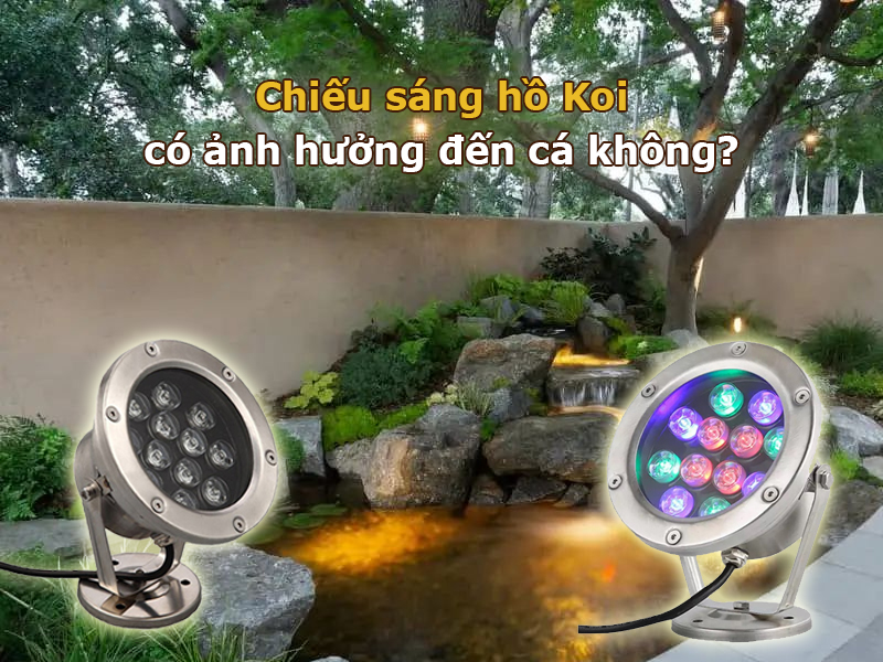 Chiếu sáng hồ Koi có ảnh hưởng đến cá không?