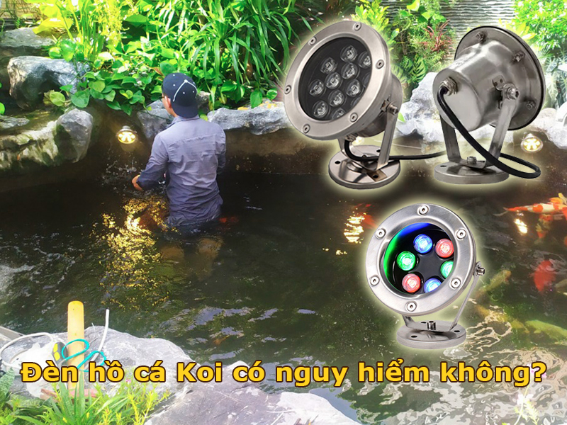 Lắp đèn hồ cá Koi có nguy hiểm không?