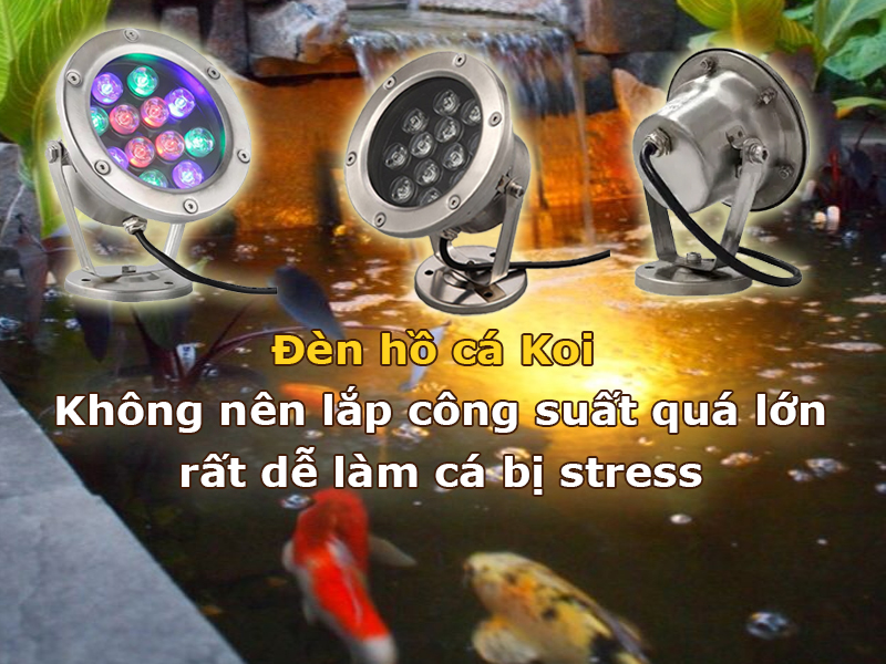 Đèn hồ cá Koi không nên lắp công suất quá lớn làm cá bị stress