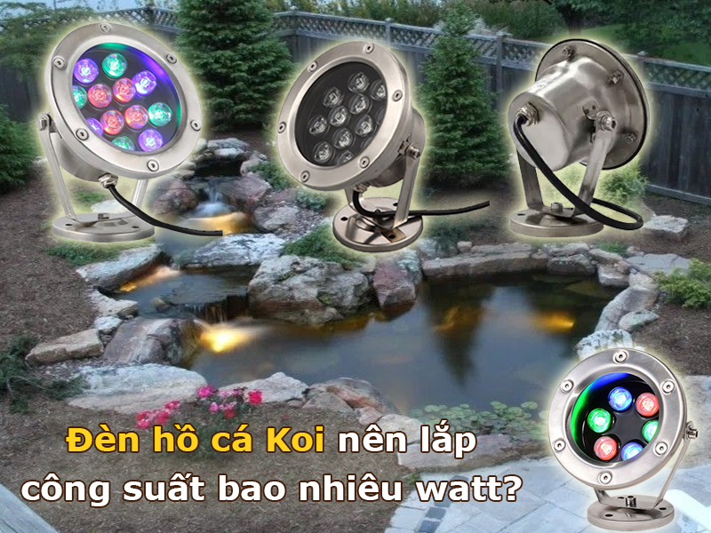 Đèn hồ cá Koi nên lắp bao nhiêu watt?