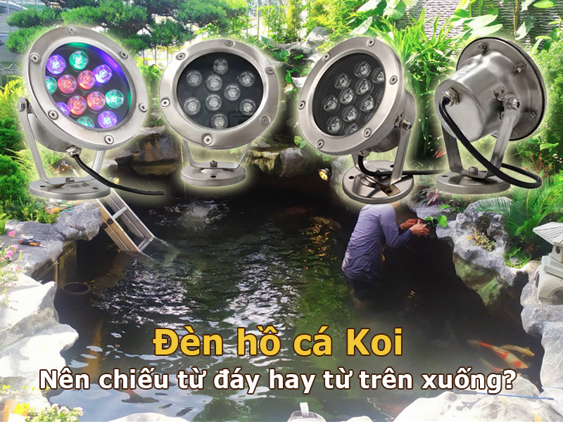 Đèn hồ cá Koi nên chiếu từ đáy hay từ trên xuống?