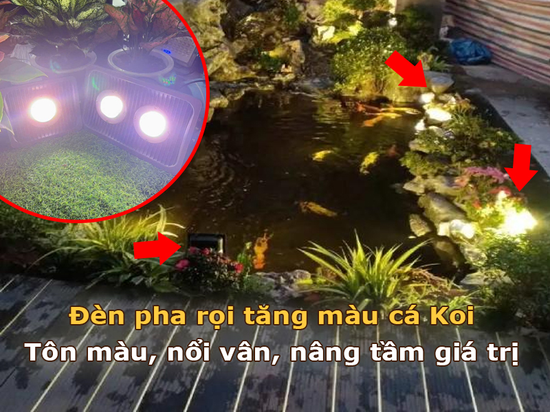 Đèn pha rọi tăng màu cho cá Koi