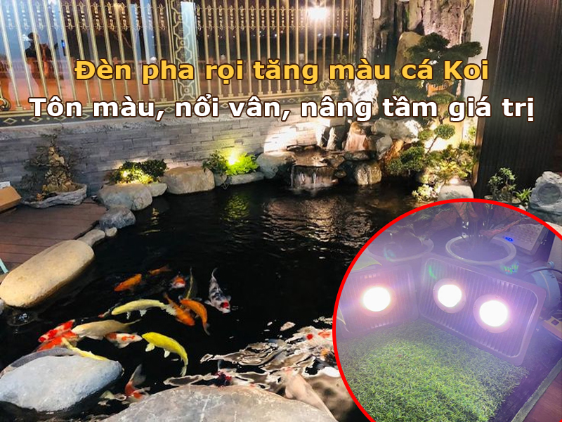 Đèn pha rọi hồ cá Koi là gì?