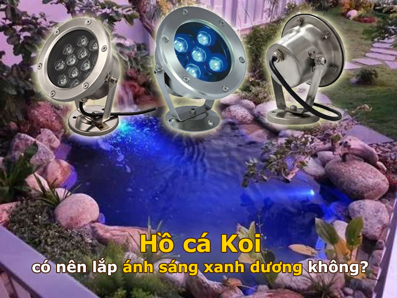 Hồ cá Koi có nên lắp ánh sáng xanh dương không?