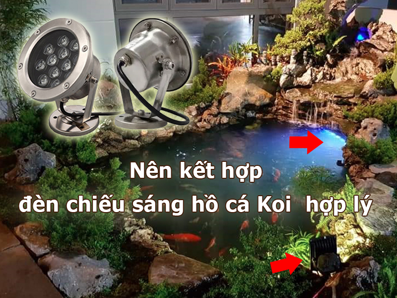 Nên kết hợp chiếu sáng hồ cá Koi hợp lý