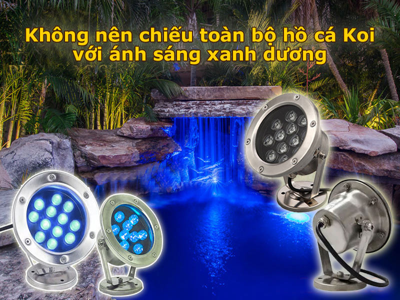 Không nên chiếu toàn bộ hồ cá Koi với ánh sáng xanh dương