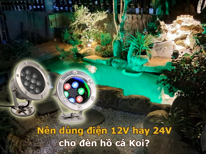Nên dùng điện 12V hay 24V cho đèn hồ cá Koi?
