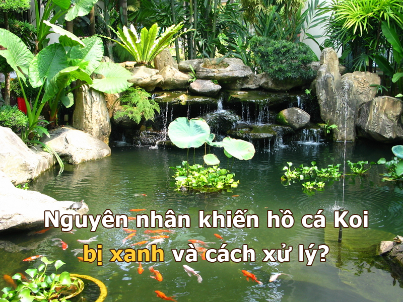 Các nguyên nhân khiến hồ cá Koi bị xanh và cách xử lý?