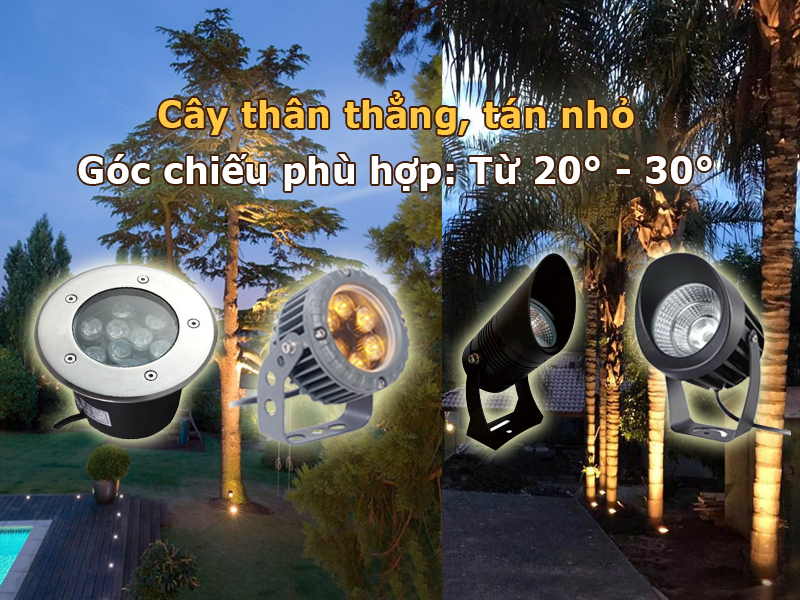 Chiếu sáng cây thân thẳng, tán nhỏ