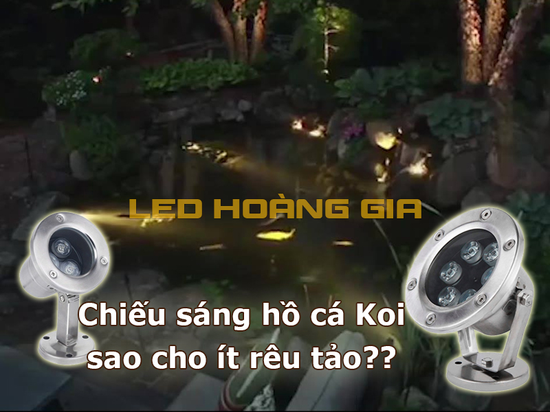 Chiếu sáng hồ cá Koi sao cho ít rêu tảo