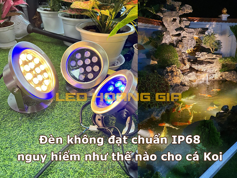 Đèn không đạt chuẩn IP68 nguy hiểm như thế nào cho cá Koi