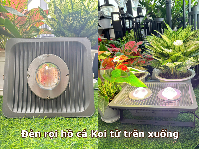 Đèn rọi hồ cá Koi từ trên xuống