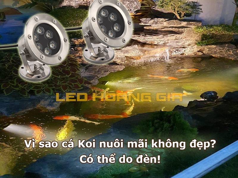 Vì sao cá Koi nuôi mãi không đẹp Có thể do đèn!