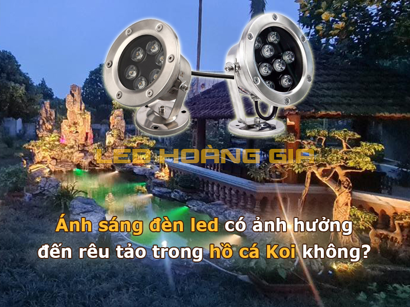 Ánh sáng đèn led có ảnh hưởng đến rêu tảo trong hồ cá Koi không